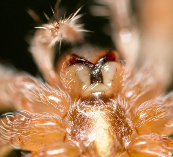 Portrait d'une araignée. fermer — Photo