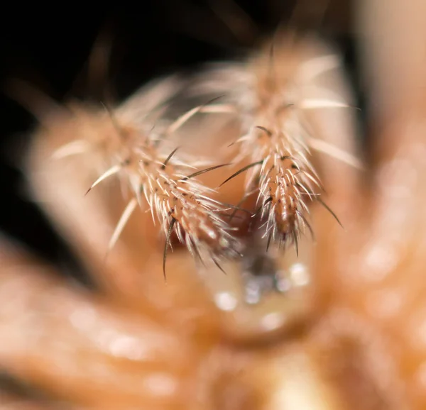 Portrait of a spider. close — Stock Photo, Image