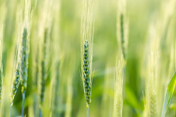 Espigas de trigo sobre la naturaleza —  Fotos de Stock