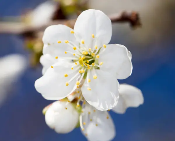 Białe kwiaty na drzewie w przyrodzie — Zdjęcie stockowe