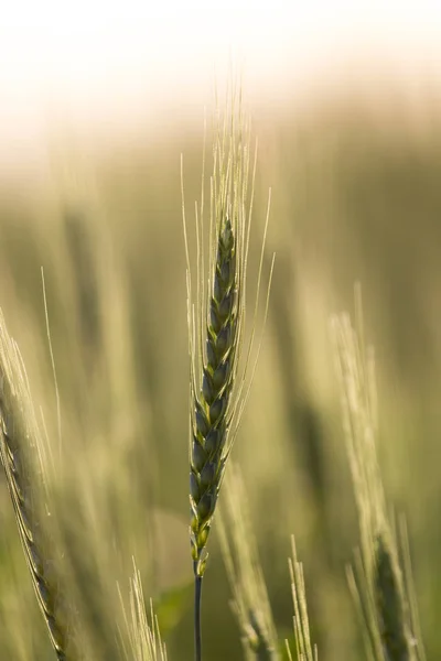 Espigas de trigo al atardecer —  Fotos de Stock