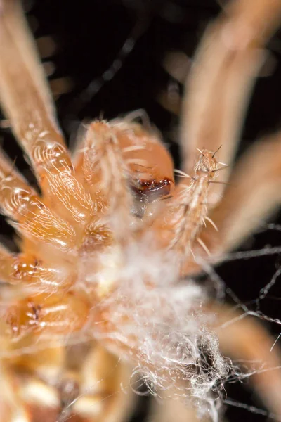 Portrait d'une araignée. fermer — Photo