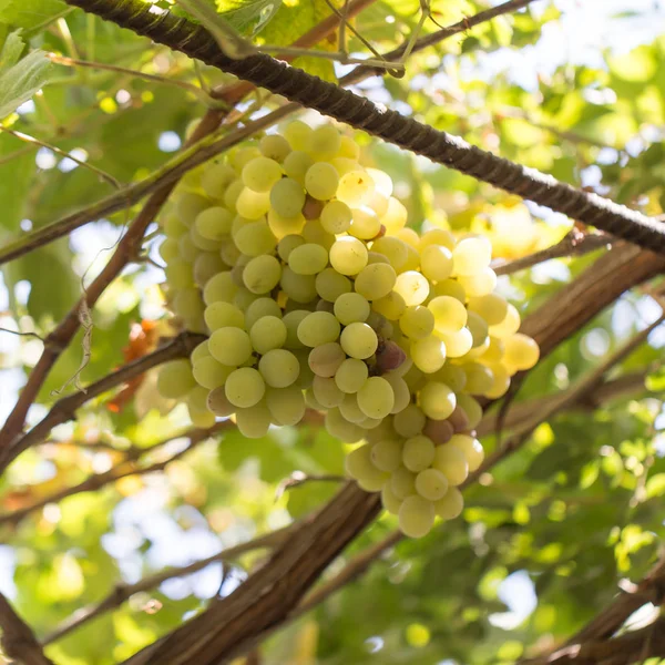 自然に熟したブドウ — ストック写真