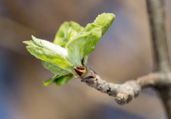 Hojas jóvenes en una rama de árbol — Foto de Stock