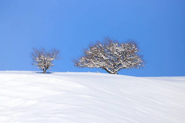 Träd i snön mot den blå himlen — Stockfoto