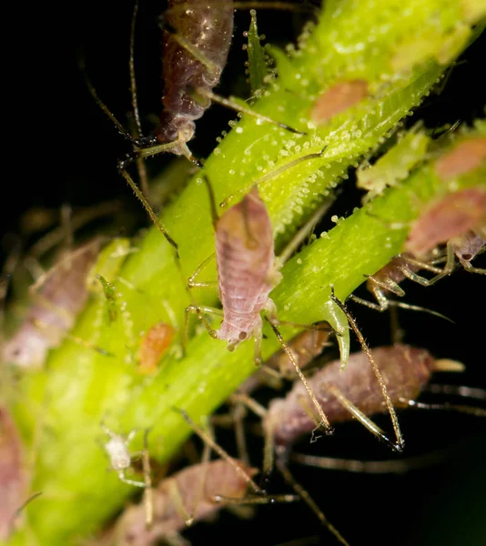 Blattläuse an der Pflanze. schließen — Stockfoto