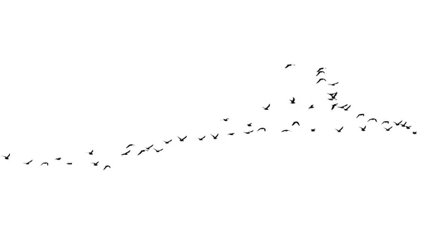 Stormo di uccelli su sfondo bianco — Foto Stock