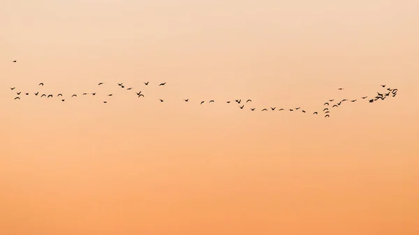 Gün batımında bir kuş sürüsü — Stok fotoğraf