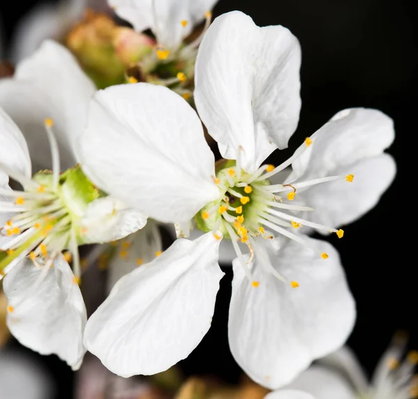 Bílé třešňové květy na černém pozadí — Stock fotografie