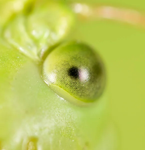 Grasshopper. super macro — Stock Photo, Image