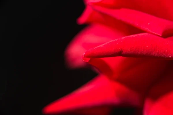 Vörös rózsa, mint a háttér. zár — Stock Fotó