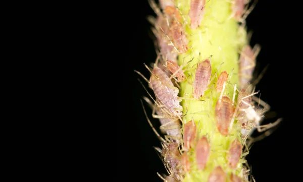 Pulgones en la planta. cerrar —  Fotos de Stock