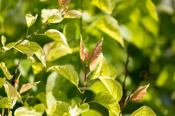 Green leaves on the tree in nature — Stock Photo, Image