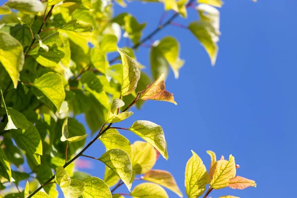 在蓝天的映衬下在树上的叶子 — 图库照片