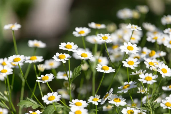 Fiori di margherita in natura — Foto Stock