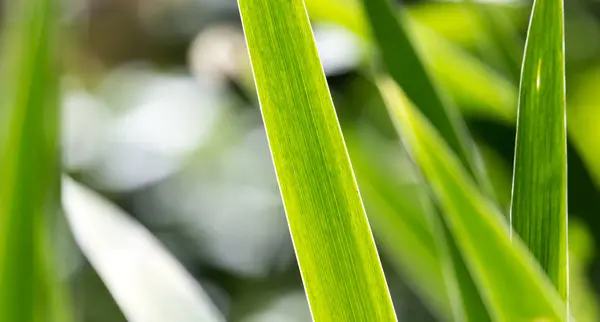 草の緑の葉の背景 — ストック写真