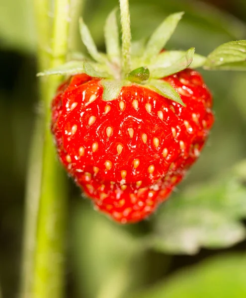 Fragole in giardino all'aperto. vicino — Foto Stock