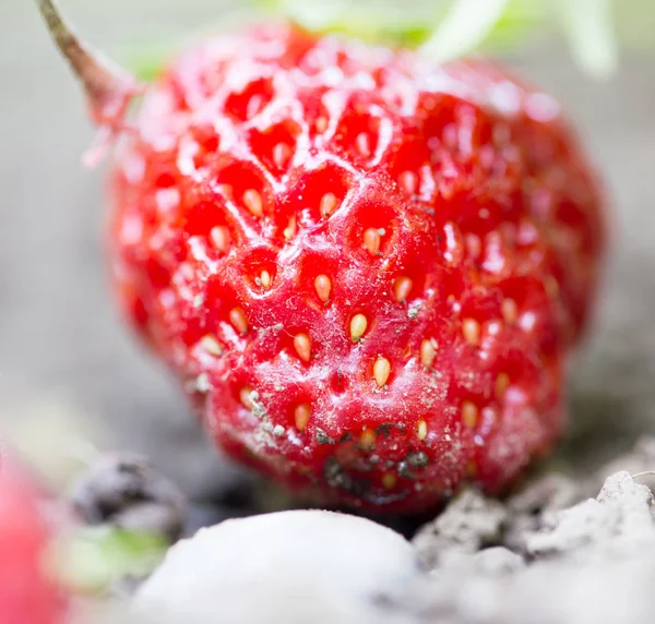 Fresas en el jardín al aire libre. cerrar — Foto de Stock