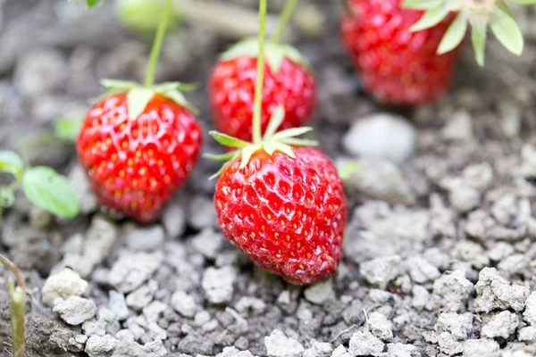 Erdbeeren im Garten im Freien. schließen — Stockfoto