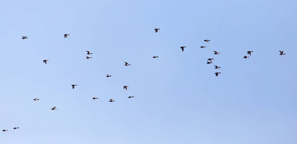Una bandada de patos en un cielo azul — Foto de Stock