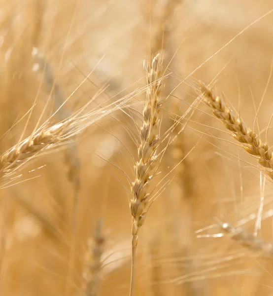 Öronen av vete på natur — Stockfoto