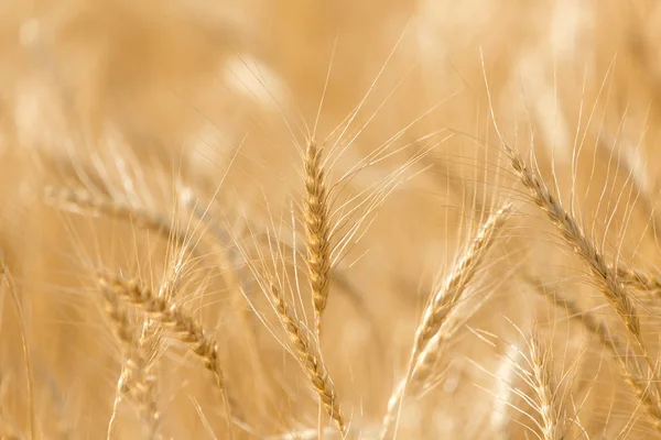 Öronen av vete på natur — Stockfoto