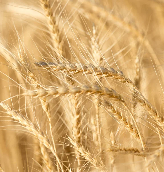 Öronen av vete på natur — Stockfoto