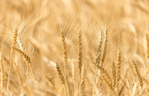 Uši pšenice na povaze — Stock fotografie