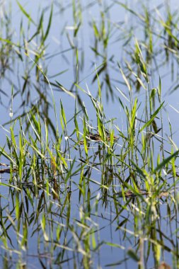 Doğadaki gölün sularında sazlar.