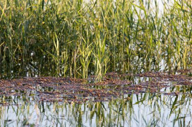 Doğadaki gölün sularında sazlar.