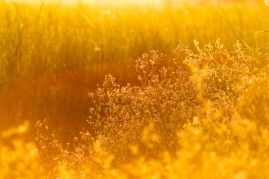 günbatımı üzerinde arka plan bitki