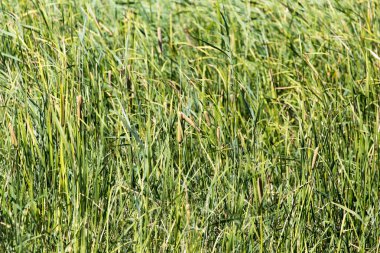 arka plan olarak doğada bulrush