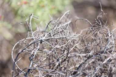 dikenli bitkiler doğada