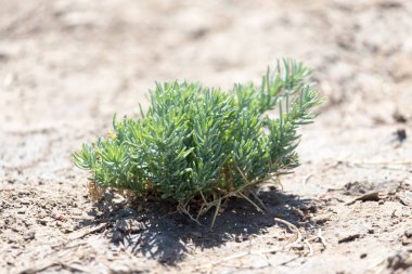 dikenli bitkiler doğada