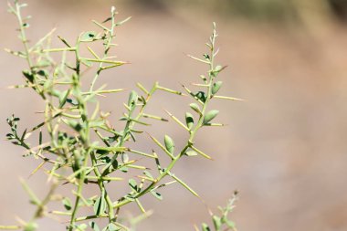 dikenli bitkiler doğada