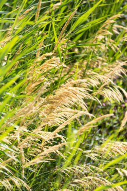 arka plan olarak doğada bulrush