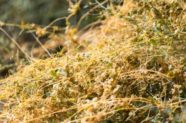 parazit doğası üzerine sarı çim