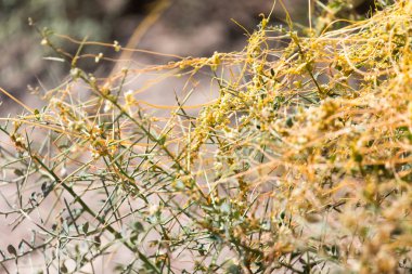 parazit doğası üzerine sarı çim