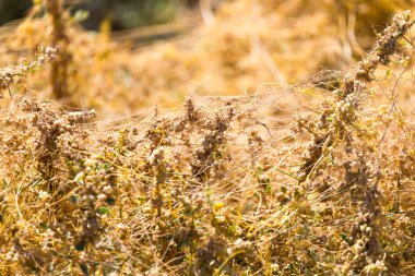 parazit doğası üzerine sarı çim