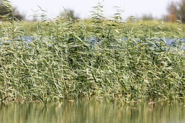 Doğadaki gölün sularında sazlar.