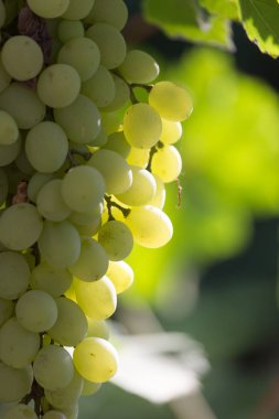 doğada Yeşil üzüm