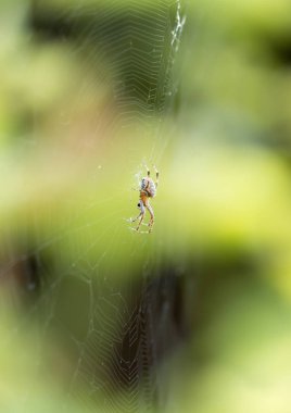 doğada bir web örümcek
