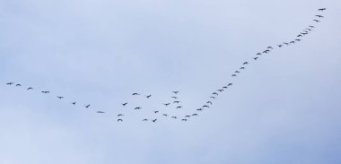 kuğular mavi gökyüzü üzerinde bir sürü