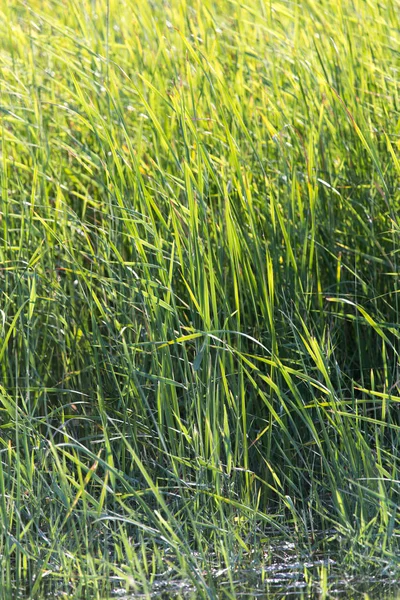 Giunco nella natura come sfondo — Foto Stock