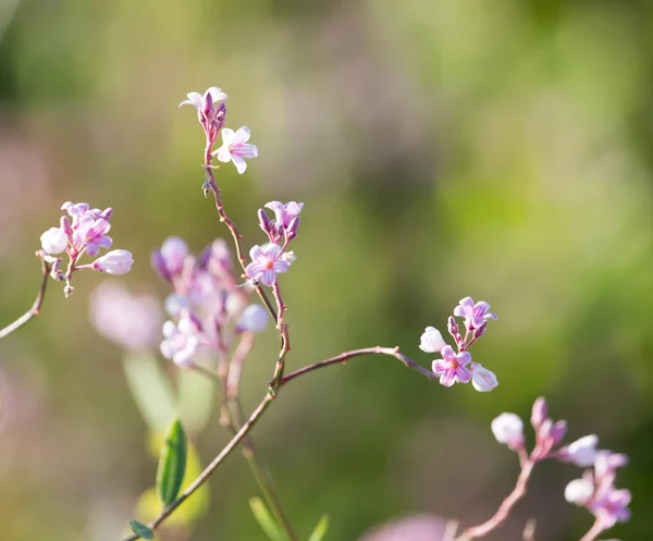 Beautiful little flowers in nature — Stock Photo, Image