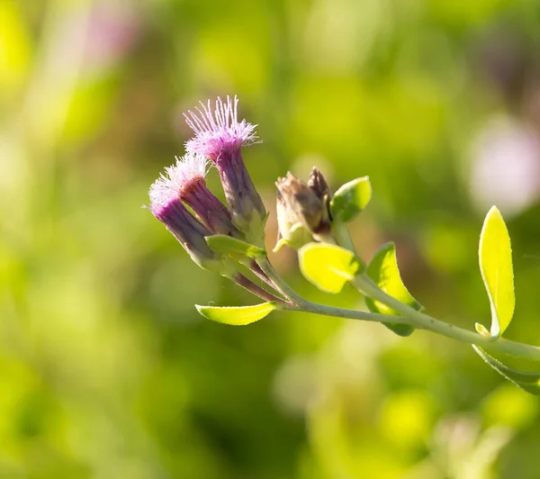 Mooie kleine bloemen in de natuur — Stockfoto