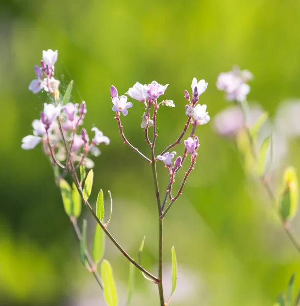Маленькие цветы в природе — стоковое фото