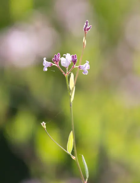 自然の美しい小さな花 — ストック写真