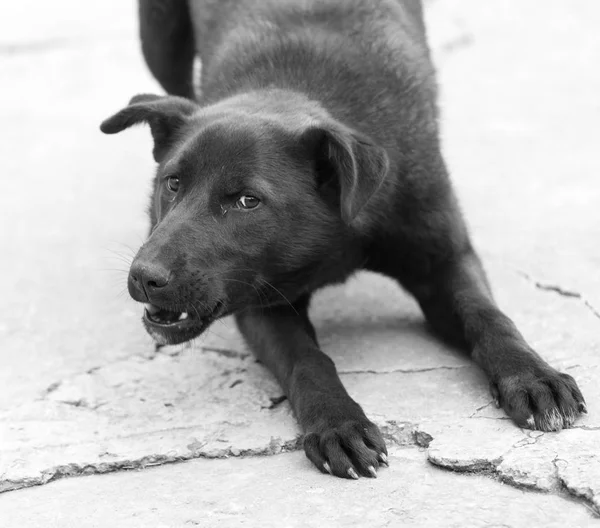 Siyah bir köpeğin portresi. — Stok fotoğraf