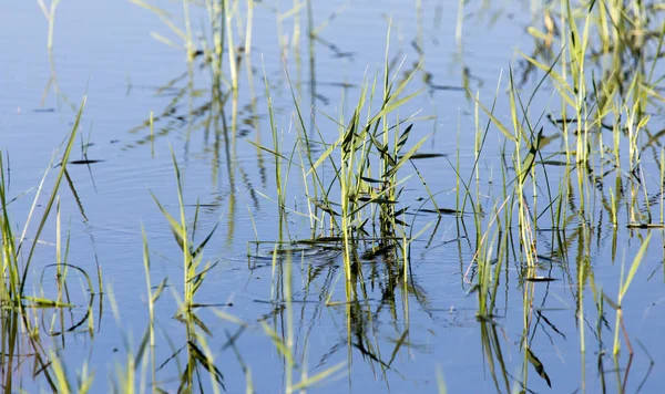 Cañas en el agua en el lago en la naturaleza —  Fotos de Stock